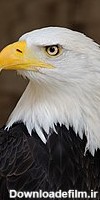 عقاب سرسفید - ویکی‌پدیا، دانشنامهٔ آزاد