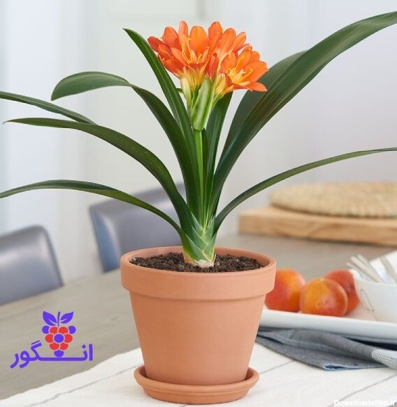 گلدان زیبای گل خورشیدی - خرید گل آپارتمانی