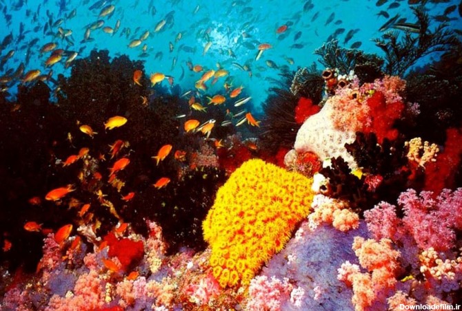 شگفت انگیزترین صخره‌های مرجانی دنیا+عکس