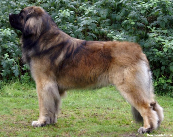 عکس سگ قوی و پشمالو به رنگ قهوه‌ای بسیار خوشگل