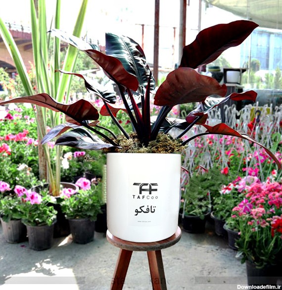 قیمت و خرید گل طبیعی فیلودندرون بلک تافکو کد 2038