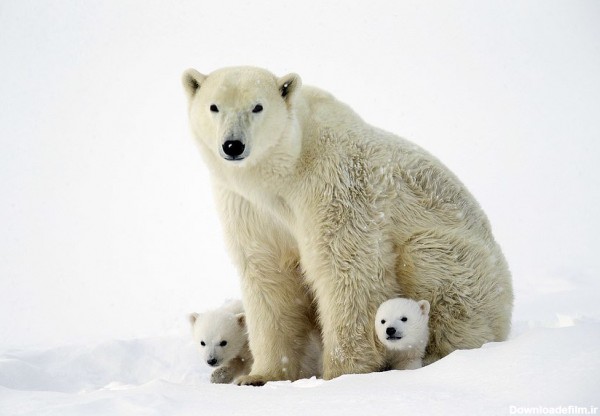 خبرآنلاین - تصاویر | اولین حضور توله خرس‌های قطبی در طبیعت