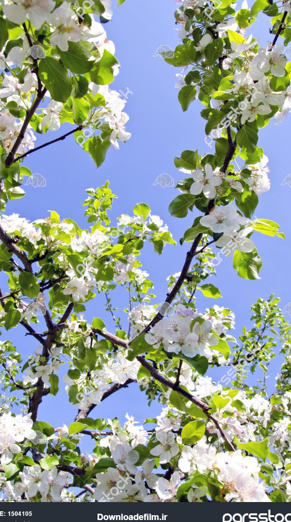 شاخه های درخت سیب شکوفه سفید در پس زمینه آسمان آبی زمینه زیبایی ...