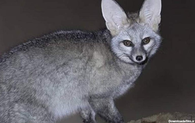 زیباترین روباه ایران را ببینید عکس - بهار نیوز