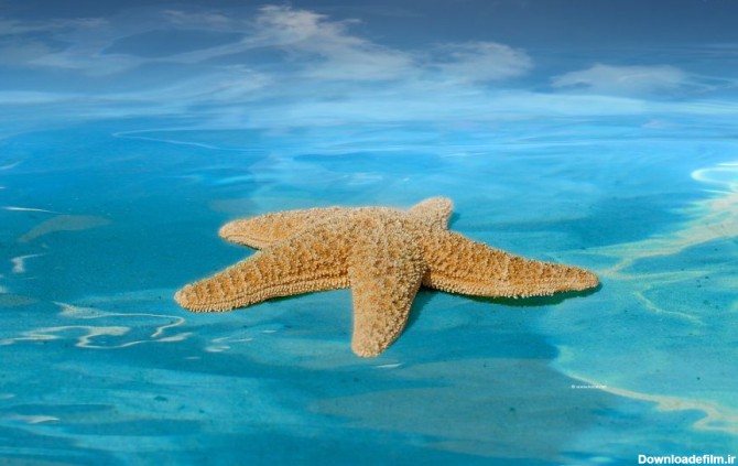 ستاره دریایی در کجا و چگونه زندگی می‌کند ؟