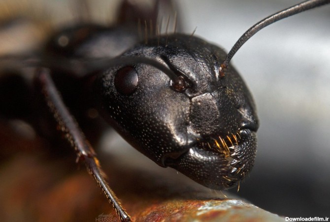 بالاترین: مورچه سیاه از نزدیک !