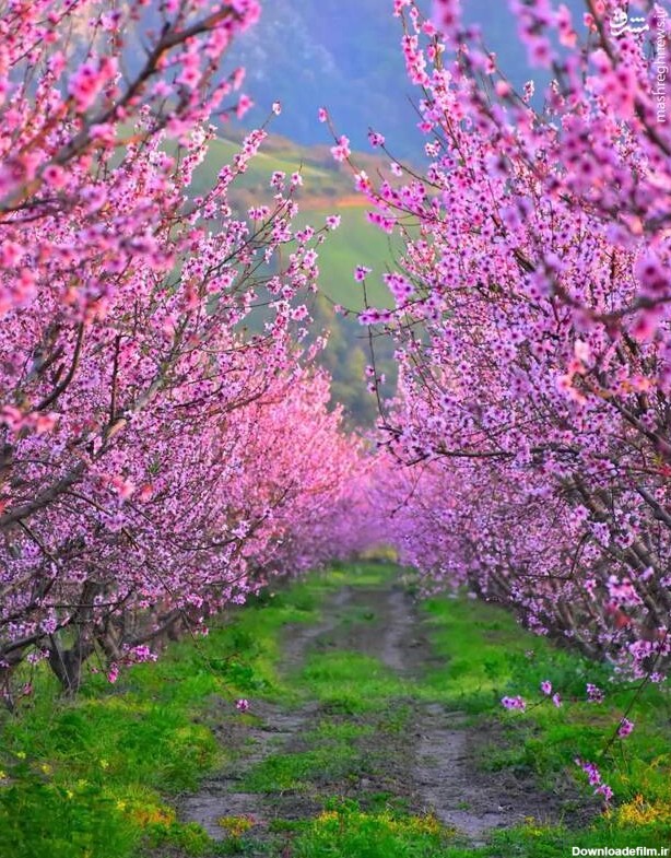 مشرق نیوز - عکس/ رنگ و بوی شکوفه‌های بهاری گلستان