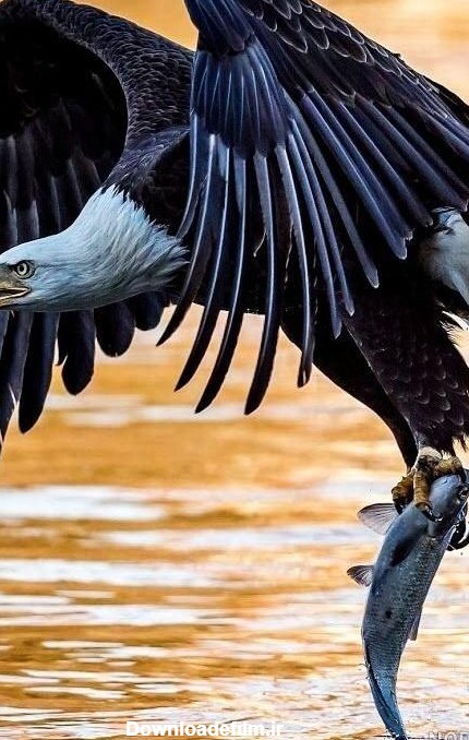 عکس عقاب در حال شکار