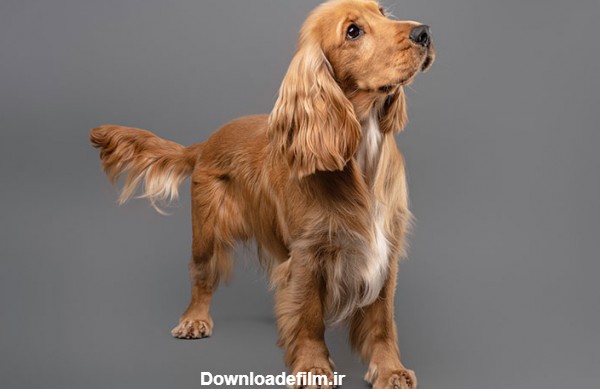 اطلاعات کامل سگ نژاد کوکر اسپانیل: قیمت توله، تصاویر، نگهداری و ...