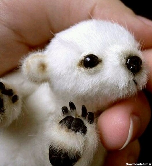 خرس قطبی نوزاد - عکس ویسگون