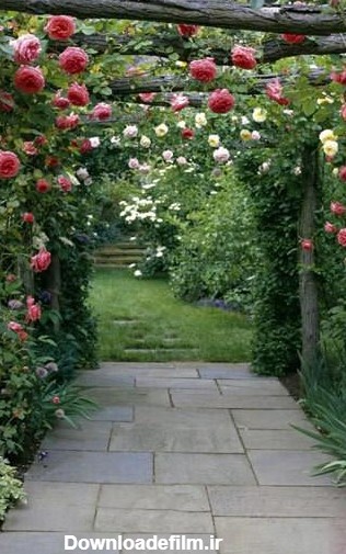 مدل های گل رز بالا رونده در تزیین باغچه