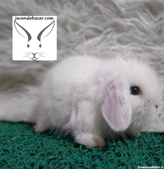 خرگوش لوپ مینی هلندی - پت شاپ تخصصی جوندگان جونده بازار معمولی