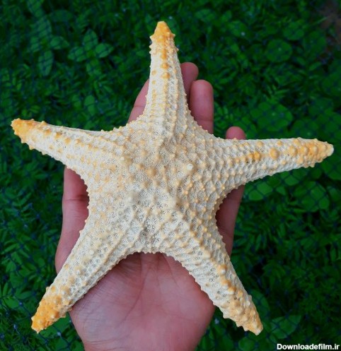 خرید و قیمت ستاره دریایی بزرگ ( 20 سانت) از غرفه فروشگاه خلیج پارس ...