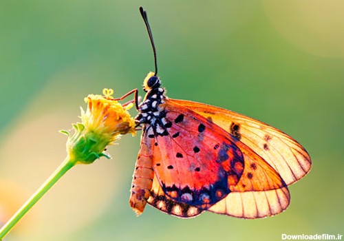 پروانه ها و نقش آن ها در طبیعت