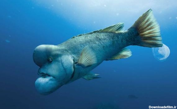 عجیب ترین ماهی دنیا ؛ ترسناکهای زیر آب