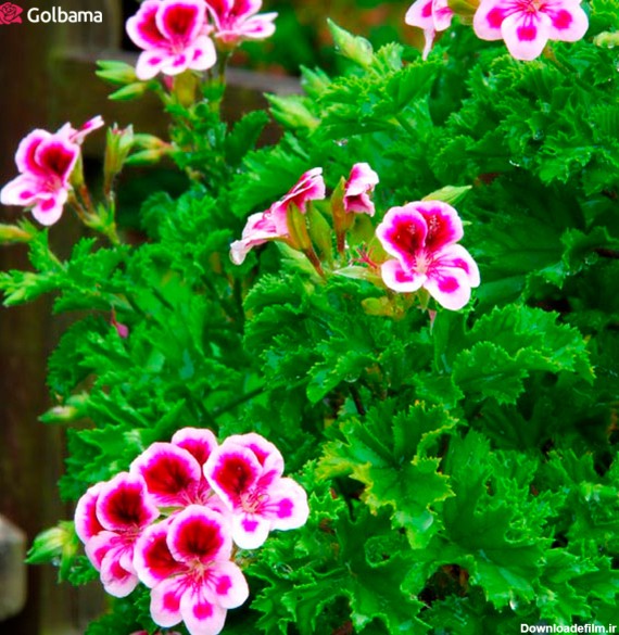 گل‌های آپارتمانی معطر سنتی: 1. شمعدانی معطر (Scented Geraniums)