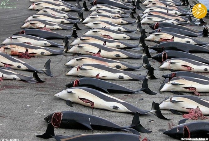 تصاویر/ دریای پوشیده از خون نهنگ‌ها