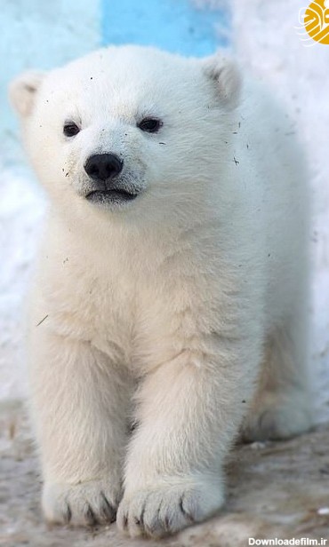 فرارو | (تصاویر) وقتی دو توله خرس قطبی اولین بار برف دیدند