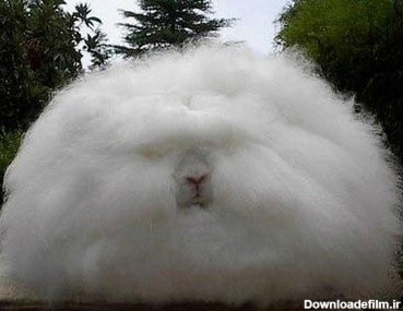 عجیب‌ترین خرگوش دنیا (+عکس)
