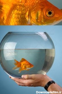 طرح تصویر تنگ ماهی قرمز در دست | دانلود تصویر با کیفیت تنگ ...
