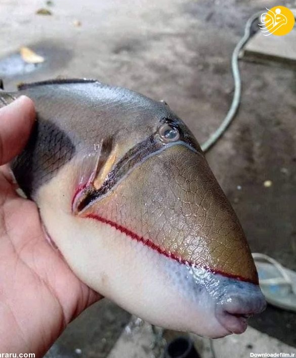 فرارو | (تصویر) ماهی عجیب الخلقه که دهان و دندان شبیه انسان ...