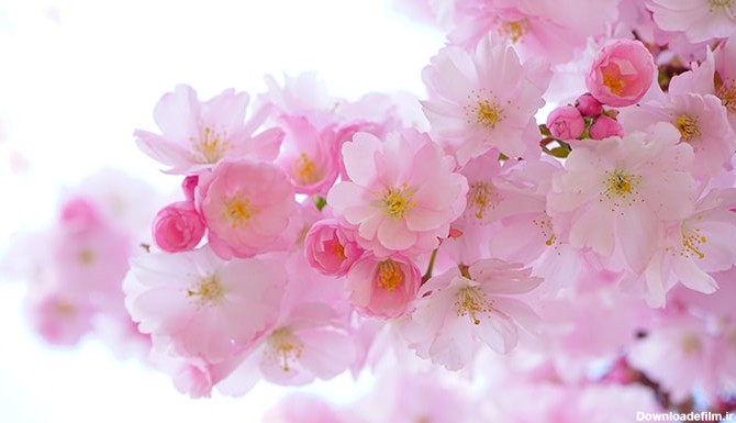 تصویر پس زمینه رایگان شکوفه های گیلاس | فری پیک ایرانی | پیک فری ...