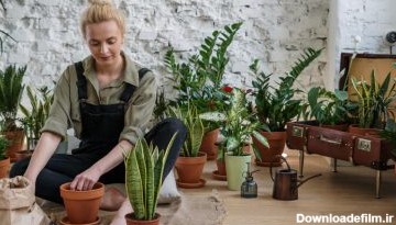 راه‌های نوین برای نجات گیاهان آپارتمانی خشک شده
