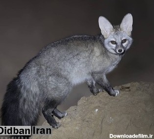 با شاه روباه، ایرانی آشنا شوید+عکس | دیدبان ایران