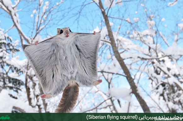 سنجاب پرنده سیبریایی