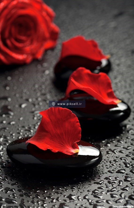 عکس با کیفیت برگهای گل رز قرمز و سنگ های سیاه