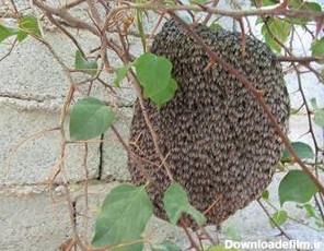 هجوم زنبورهای عسل به دهلران/ کندوهای عسل طبیعی در منازل مسکونی ...