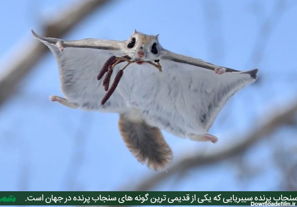 سنجاب پرنده سیبریایی - روسی