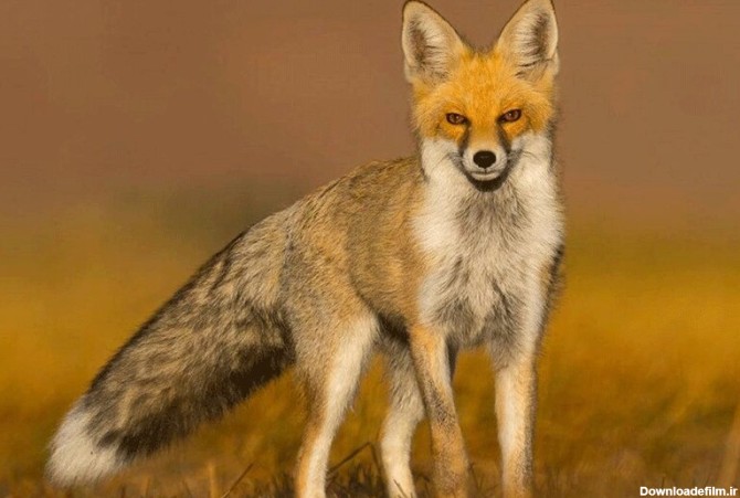ببینید | تصاویر تحسین‌برانگیز از نجات یک روباه از استخر کشاورزی در پاکدشت