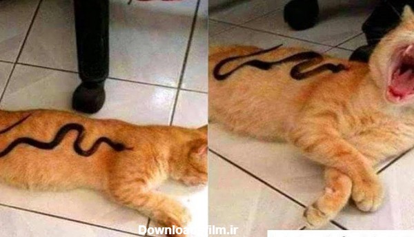 عکس خنده دار گربه با متن ❤️ [ بهترین تصاویر ]