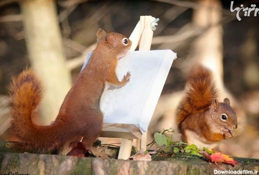 تصاویر زیبا و دوست داشتنی از سنجاب ها