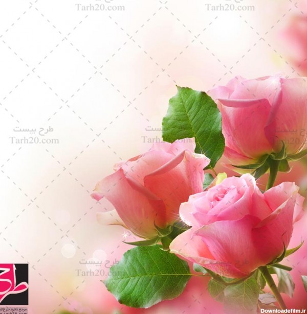 عکس با کیفیت گلهای رز صورتی - طرح 20