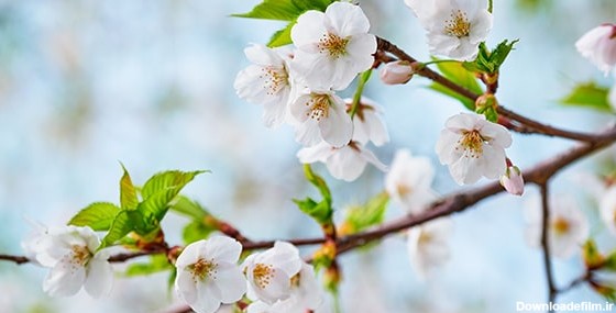 تصویر پس زمینه شکوفه گیلاس در فصل بهار | فری پیک ایرانی | پیک فری ...