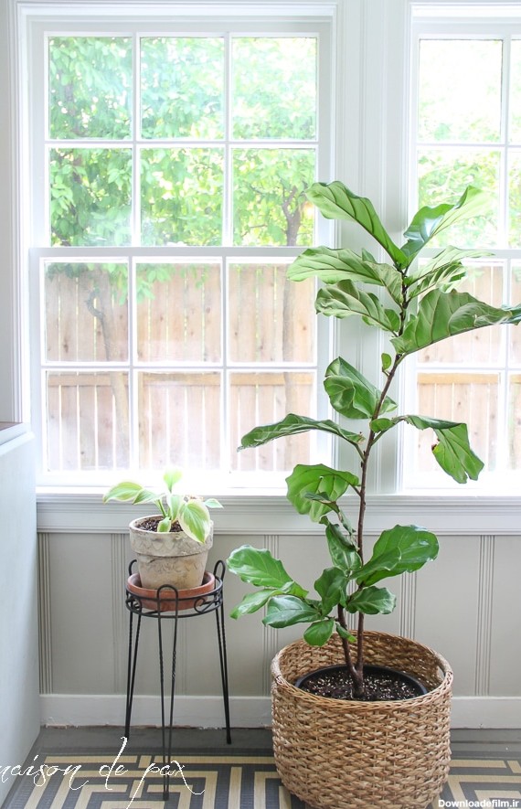 گیاهان آپارتمانی کنار پنجره