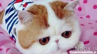 تصاویر زیباترین گربه جهان