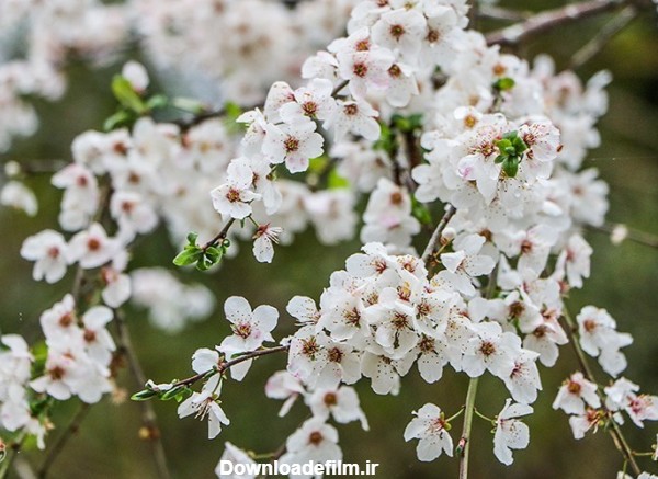 شکوفه‌های زیبای بهاری در گیلان - تابناک | TABNAK