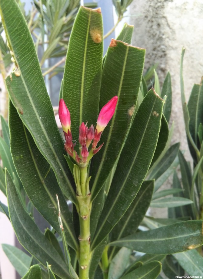 گل ژاله برمال - عکس ویسگون