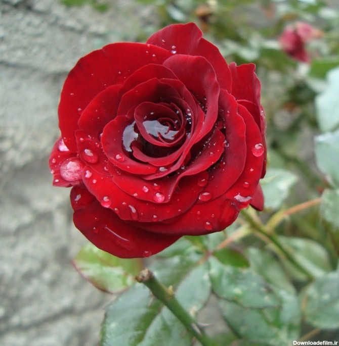 دانلود رایگان عکس گل رز با کیفیت بالا | گیاهان | فایل آوران