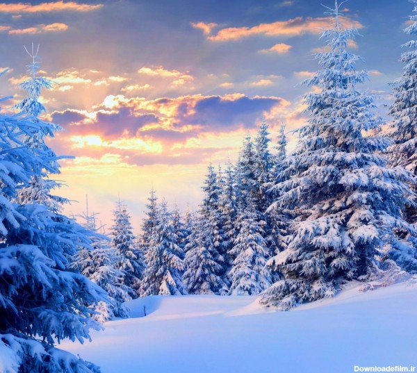 عکس زمینه درختان سفید در جنگل برفی رمستانی پس زمینه | والپیپر گرام