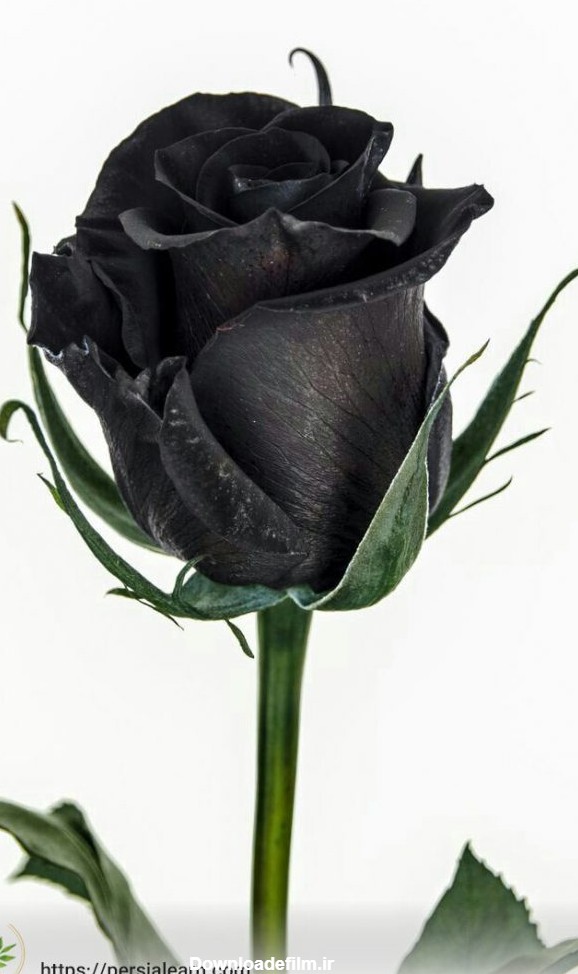 گل رز سیاه (مشکی) + نماد گل رز سیاه + عکس | پرشیالرن