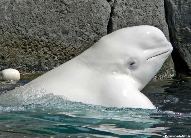 نهنگ سفید - ویکی‌پدیا، دانشنامهٔ آزاد