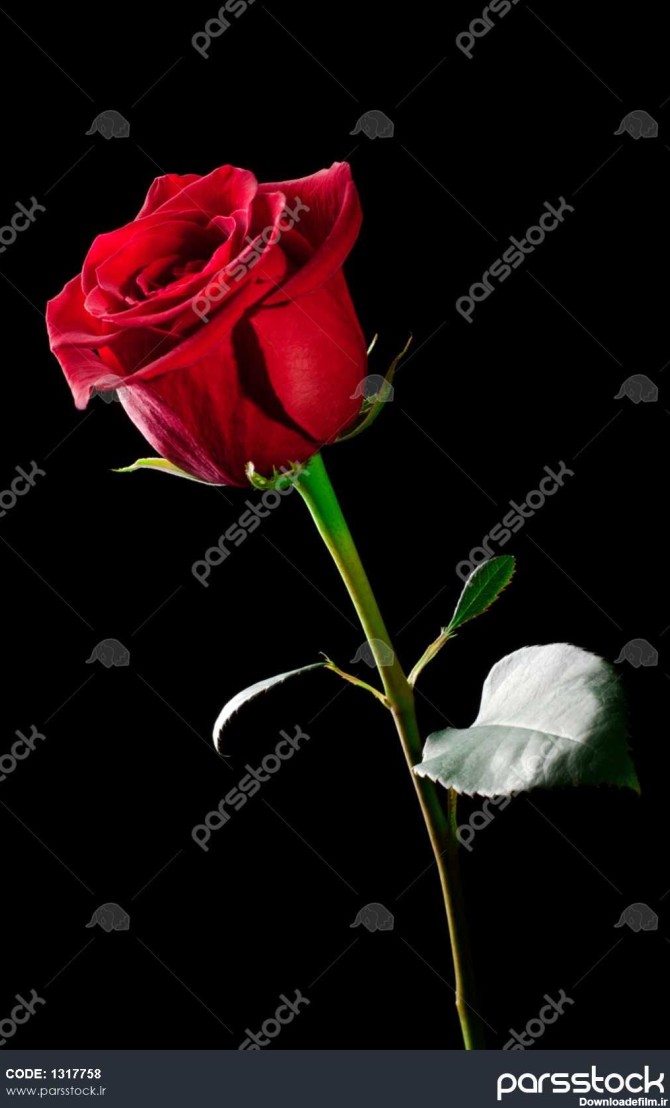 استودیو پو یک گل رز قرمز روی پس زمینه مشکی 1317758