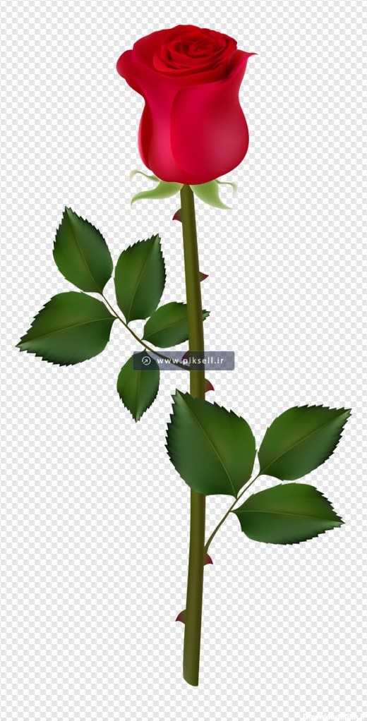 دانلود فایل png ترانسپرنت تک شاخه گل رز قرمز