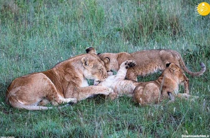 عکس‌های دلچسب از لیس زدن بچه شیر توسط ۲ ماده شیر