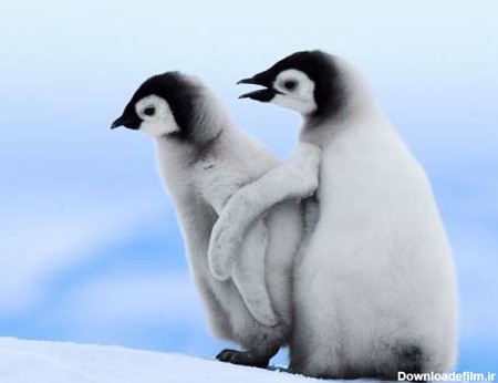 آموزش راه رفتن به بچه پنگوئن بامزه +تصاویر