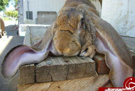 عکس/درازگوش ترین خرگوش دنیا - تسنیم